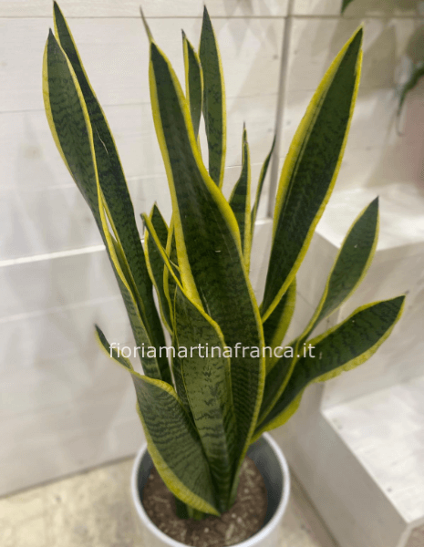 Pianta di sansevieria con vaso ceramica bianco