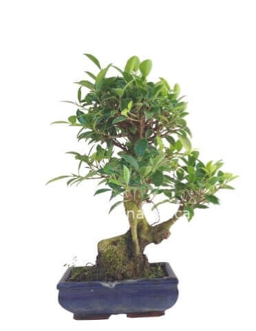 bonsai ginseg 25cm con vaso in ceramica.