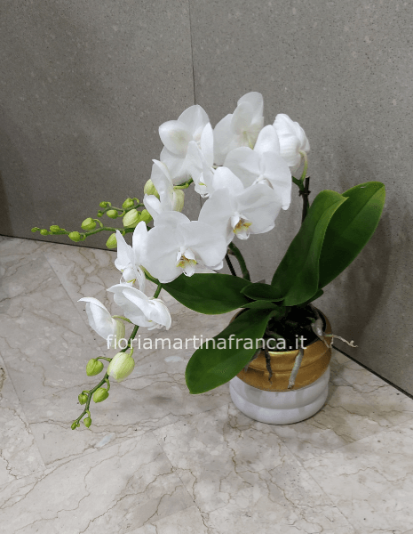 Pianta di phaleonopsis a 2 rami