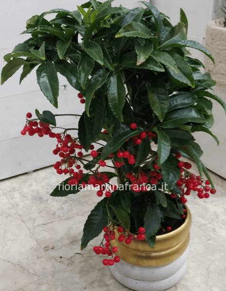 ardisia con coprivaso