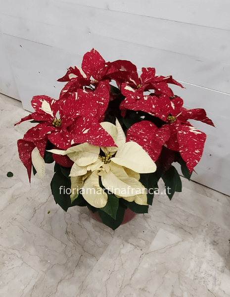 stella natalizia variegata