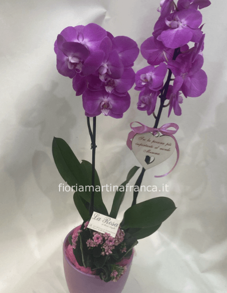 Composizione phaleonopsis e vaso