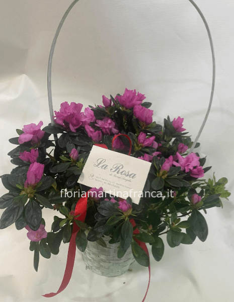 Pianta di azalea