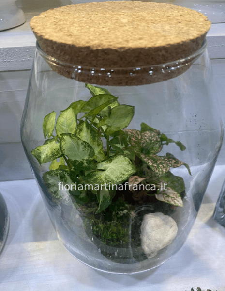 Vaso terrarium vetro largo con piante vere