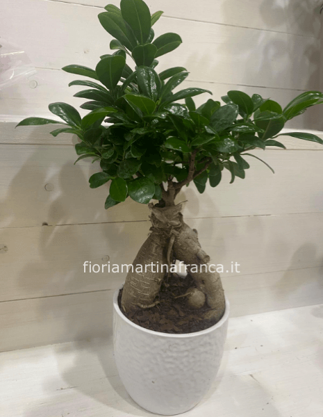 Pianta bonsai di ficus