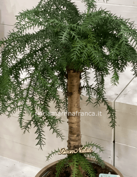 Bonsai di araucaria con vaso di ceramica