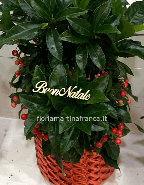 Pianta di ardisia in cesto vimini