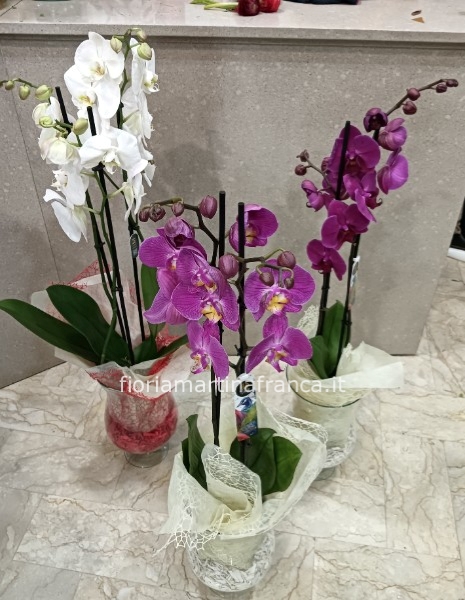 Phaleonopsis vari colori con vaso in vetro