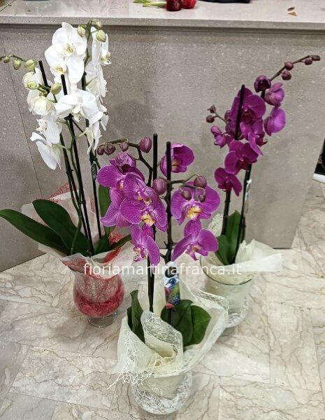 Phaleonopsis vari colori con vaso in vetro