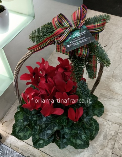 Pianta di ciclamino in casto di vimini, confezione natalizia