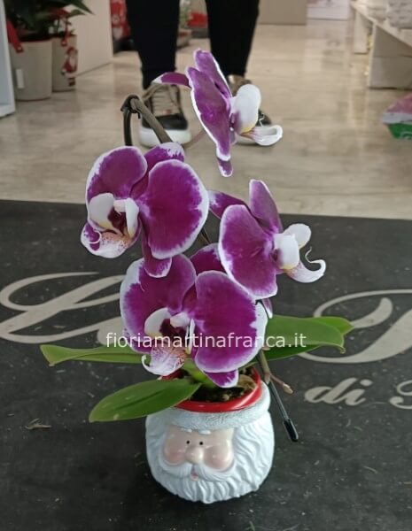 Pianta di phaleonopsis mini con vaso in ceramica Babbo Natale